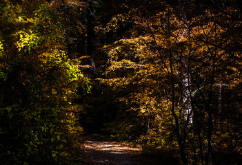 Autumn pathway through a forest filled with colorful leaves and warm vibrant sunlight in the...