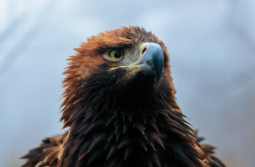 Golden eagle perched against a misty background during the early morning hours in the wild. Eagle stands alert, showcasing feathers while surrounded by a soft, hazy backdrop in the morning light.