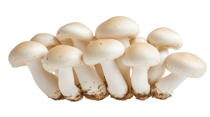 A fresh white button mushrooms isolated on transparent png.
