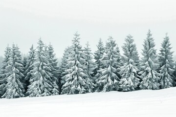 Snow Pine Trees. Winter Christmas Forest Scene in Duotone Colors