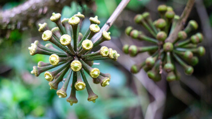 Trevesia sundaica flower. Trevesia is a genus of flowering plants in the family Araliaceae. They are native to Southeast Asia.