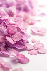 Soft Flowers. Pink Hydrangea with Purple Petals on White Background
