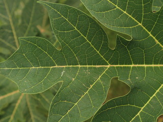 Up close fresh papaya leaves are deep green