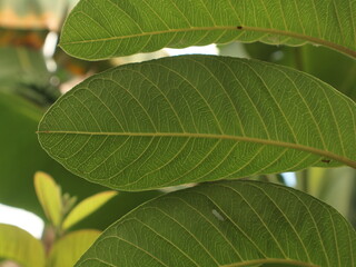 Fresh guava leaves, Guava leaves are efficacious in treating diarrhea
