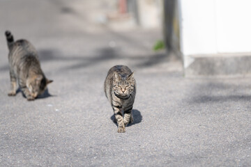 路地を歩く可愛い猫