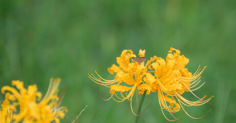 黄色のリコリスの花