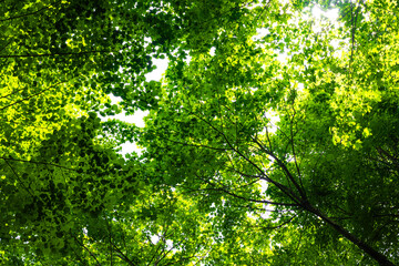 Carbon net zero or carbon neutral background photo. Lush green tree view