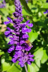 Lavender and bee 