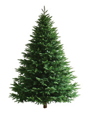 Lush green christmas tree for holiday decoration.