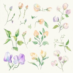 Watercolor Sweet Pea Flowers.