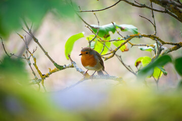 Pelirrojo europeo posando sobre árbol