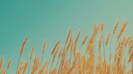 Fototapeta premium A field of golden wheat swaying under a clear blue sky.