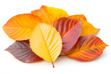 Obraz premium Colorful Autumn Leaves on White Background