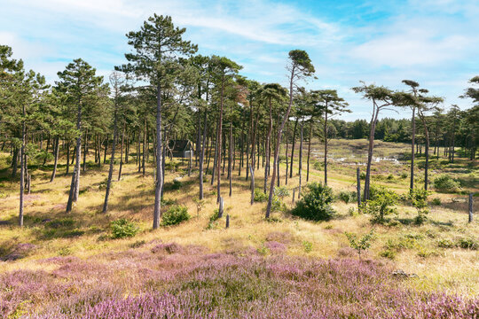 Idyllic landscape of moors and swamps area with a charming house tucked away, blossoming purple heather flowers and pine trees. (Calluna vulgaris) Romo Island, Denmark 
