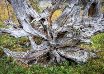 A fraction of a season