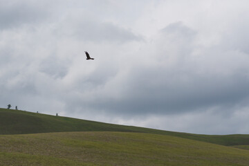 bird in the sky