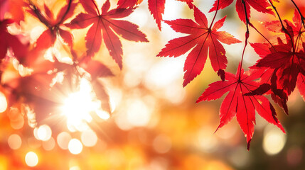 Fototapeta premium Close-up of vibrant orange-red maple leaves in autumn with soft sunlight filtering through the trees creating a warm and peaceful atmosphere.