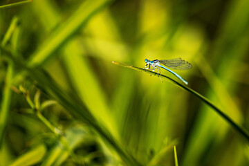 A Blue Featherleg Damselfly 