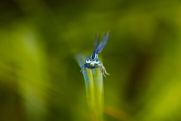 A Blue Featherleg Damselfly 
