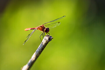 A red Dragonfly Common Darter
