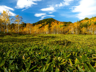 Obraz premium 志賀高原、田ノ原湿原の遊歩道からの美しい紅葉の風景