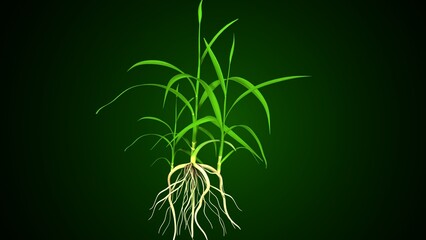 Oryza sativa plant grow anatomy. 3d render