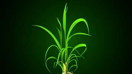 Oryza sativa plant grow anatomy. 3d render