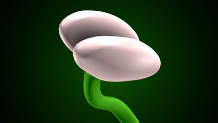 plant growth in stages anatomy system. 3d illustration