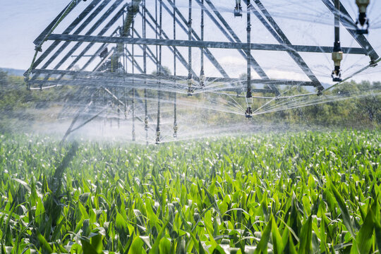 Close up view of an automatic watering system on a corn field. Equipment for industrial irrigation.  Sustainable agriculture concept..