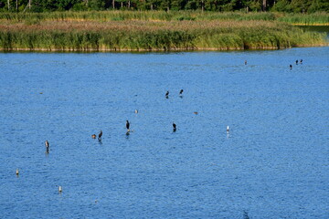 A view of a coast of a vast river or lake covered from all sides with reeds, old trees, forests, moors, as well as grassy islands inhabited by various birds and other animals seen in Poland