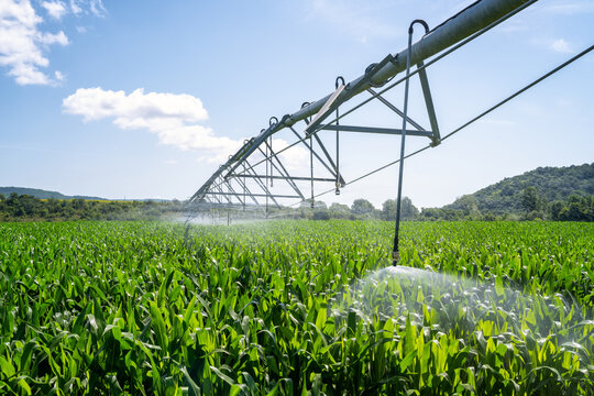 Large water sprinkler system in a corn field. Equipment for industrial irrigation.  Sustainable agriculture concept..
