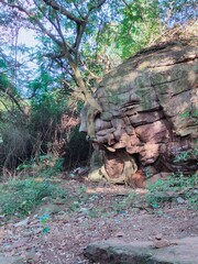 A tree is growing in the forest struggling with a big stone.