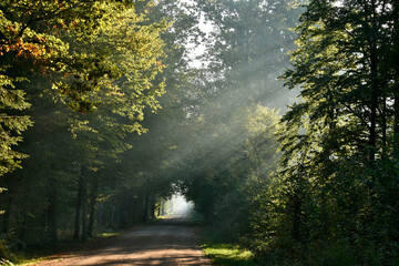 Foggy morning in Białowieża Forest, Poland