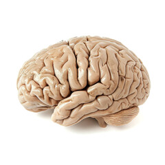 Isolated human brain image on white, capturing its realistic details and anatomical complexity.
