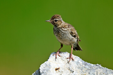 Heidelerche // Woodlark (Lullula arborea) 