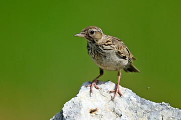 Heidelerche // Woodlark (Lullula arborea) 
