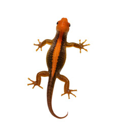 Obraz premium lizard with transparent background PNG and JPEG image 