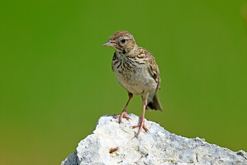 Heidelerche // Woodlark (Lullula arborea) 