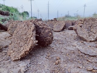 Capture the rustic charm of rural life with this high-resolution image showcasing traditional cow dung cakes, also known as cow patties or cow chips. arranged in a natural setting along a dusty path. 