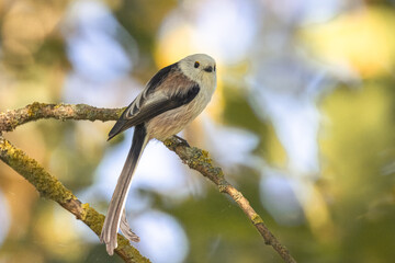 Long-tailed tit sits on the branch and looks toward the camera lens on a sunny fall day. 