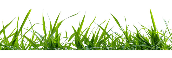Obraz premium wild grass blades isolated on transparent background, grass leaves texture overlay