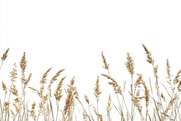 Fototapeta premium Dried grasses with seeds displayed on a simple white background, isolated path