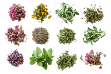 Fresh assorted herbs on white background transparent background