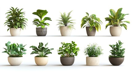 Obraz premium collection of ornamental plants in pots over white background 