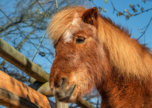 Closeup portrait of a chesnut colored pony in a paddock