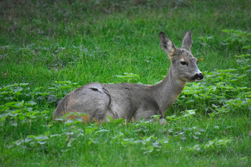 A roe deer resting in a meadow