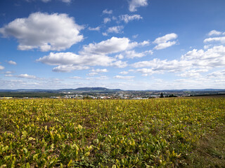 field of sunflowers