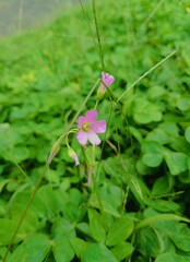 Oxalis Debilis Plant with Graceful Pink Blossoms and Heart-Shaped Leaves