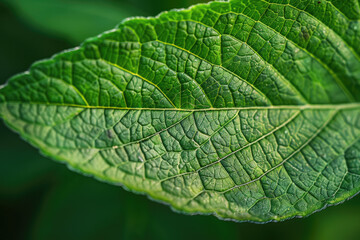Fototapeta premium A close-up of a vibrant green leaf, highlighting its intricate texture and veins