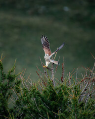 falcon perched on a tree